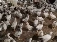 Chickens — Foto 1