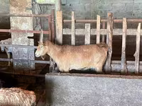Cabra, Cabras — foto 2