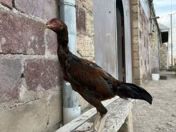 ऑस्ट्रेलियन गेम
