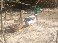 Ducks — Foto 3