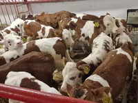 Bulle, Simmental cattle — Foto 2