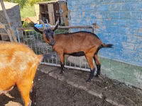 عنزة, Alpine goat — الصورة 1