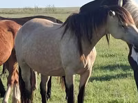 公马, Horses — 照片 5
