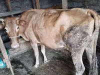 Vaca, Simmental cattle — foto 5