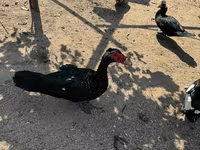 Ducks — 7-сурет