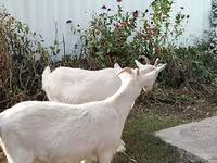 Ziege, Saanen goat — Foto 4