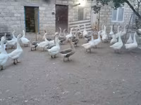 Geese — फ़ोटो 1