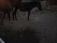 Caballo, Caballos — foto 5