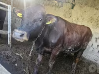 公牛, Red Estonian cattle — 照片 3