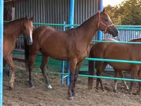 Yegua, Thoroughbred horse — foto 2