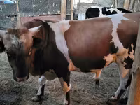 Buğa, Swiss cattle — foto 1