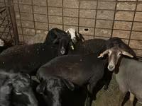 Ram, Sheep — photo 2