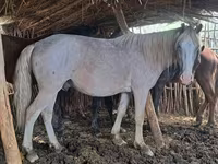 Caballo, Kazakh horse — foto 1