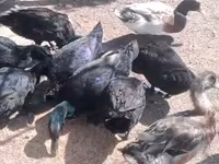 Ducks — Foto 1
