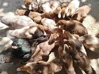 مسكوفي منزلي — الصورة 3