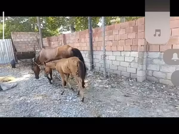 Yegua, Caballos