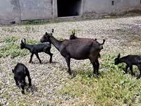 Ziege, Murcia-Granada goats — Foto 6