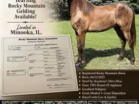 At, Rocky Mountain Horse — foto 1