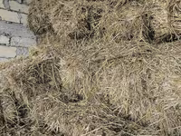 Əkin sahəsindən biçilmiş yaz otu satılır 
700 ədəd — Foto 2