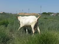 Ziege, Saanen goat — Foto 4