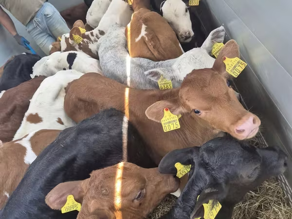 Bulle, Simmental cattle