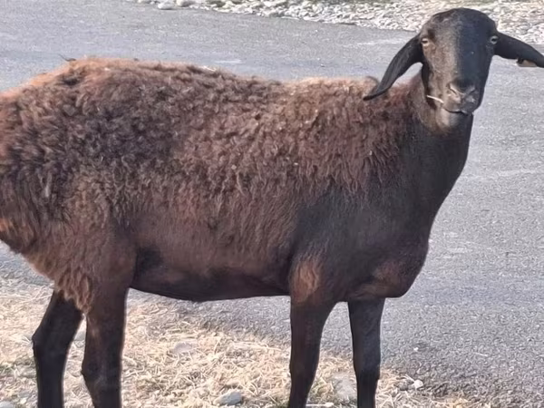 公羊, Hissar sheep