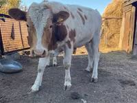 Toro, Simmental cattle — foto 2