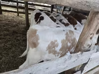 Bulle, Simmental cattle — Foto 1