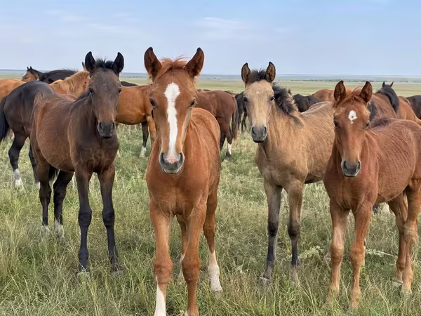 Hengst, Kazakh horse
