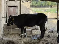 Kuh, Latvian Blue cattle — Foto 5