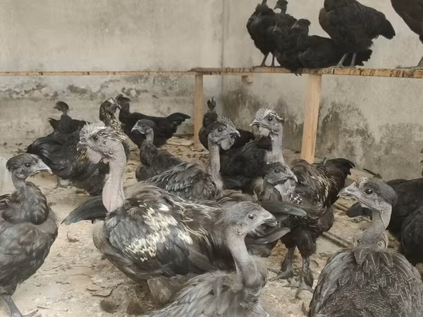 Chickens