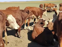 公牛, Kazakh White-headed cow — 照片 5