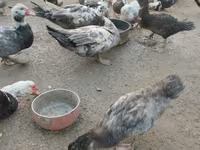 Ducks — 照片 5