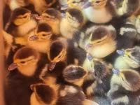 Ducks — 1-rasm