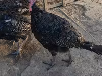 Turkeys — photo 3
