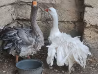 Geese — الصورة 2