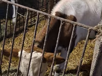 Buqa, Simmental cattle — 4-rasm