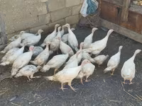 Turkeys — الصورة 5