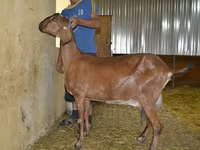 Lapte de capra (ferma de prasila) козье молоко (племенная ферма) — Foto 4