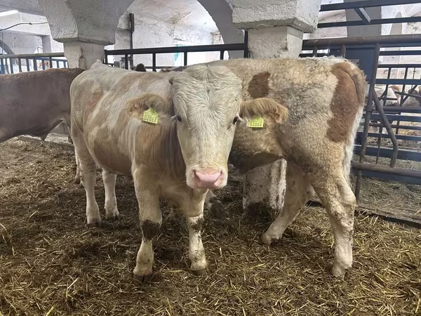 Toro, Simmental cattle