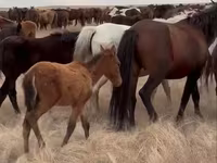 Mare, Horse breed — photo 3