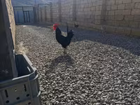 Chickens — الصورة 4