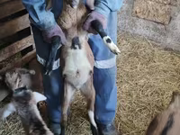 Ziegenbock, Nubian Goat — Foto 2