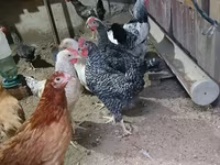 Chickens — 3-сурет