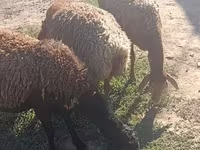 Schaf, Arashan sheep — Foto 8