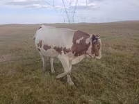 Bulle, Simmental cattle — Foto 2