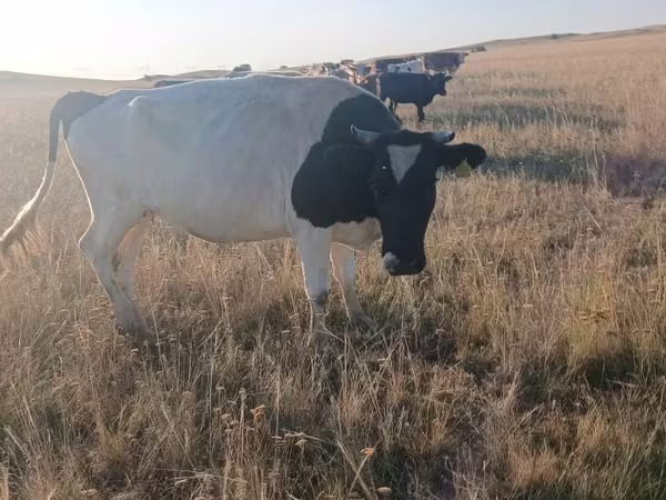 Kuh, Russian Black pied cattle