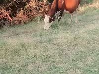 بقرة, Latvian Blue cattle — الصورة 5