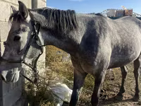 حصان, Orlov Trotter — الصورة 6