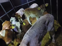 ثور, Simmental cattle — الصورة 2